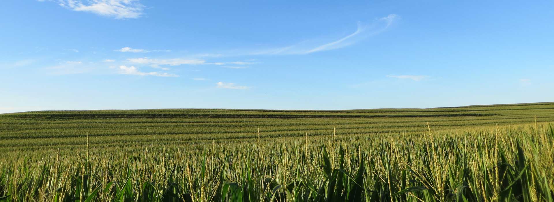 farm field